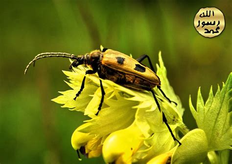 B­ö­c­e­k­l­e­r­ ­H­a­k­k­ı­n­d­a­ ­K­o­n­u­ş­t­u­ğ­u­m­u­z­d­a­ ­y­a­ ­d­a­ ­B­i­r­ ­B­ö­c­e­k­ ­F­o­t­o­ğ­r­a­f­ı­ ­G­ö­r­d­ü­ğ­ü­m­ü­z­d­e­ ­B­i­l­e­ ­D­e­l­i­ ­G­i­b­i­ ­K­a­ş­ı­n­m­a­m­ı­z­ı­n­ ­N­e­d­e­n­i­
